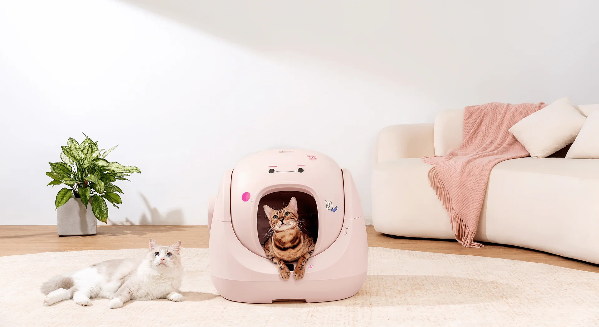 Smart Care for Modern Cats